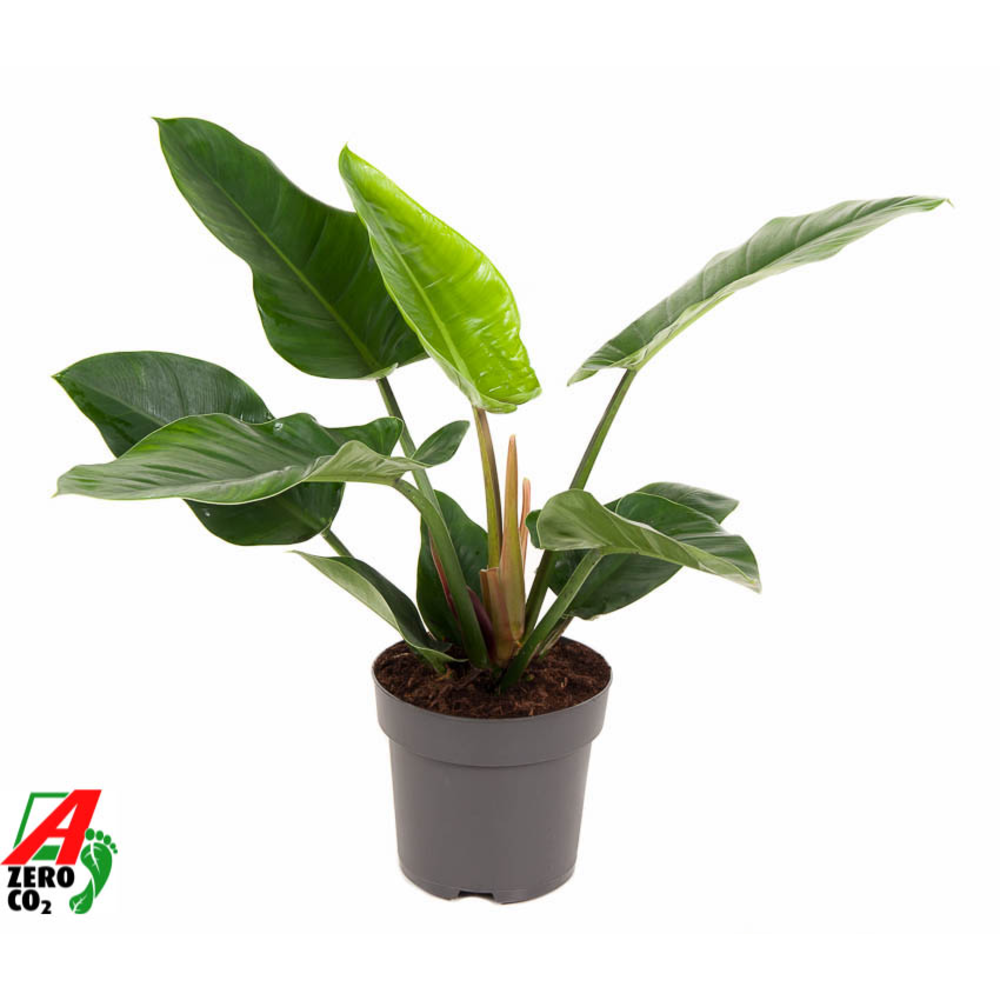 Philodendron Imperial Green P24 (NO GAP).