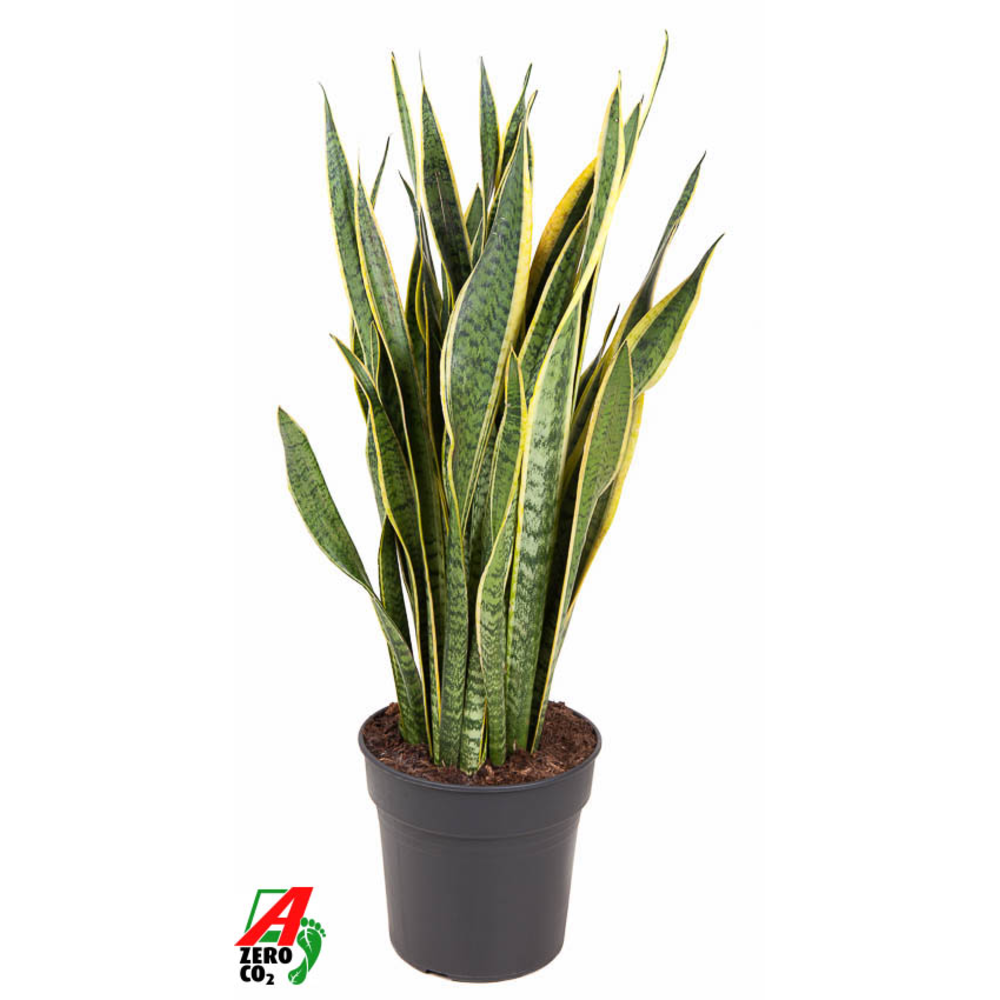 Sansevieria Laurentii P27.
