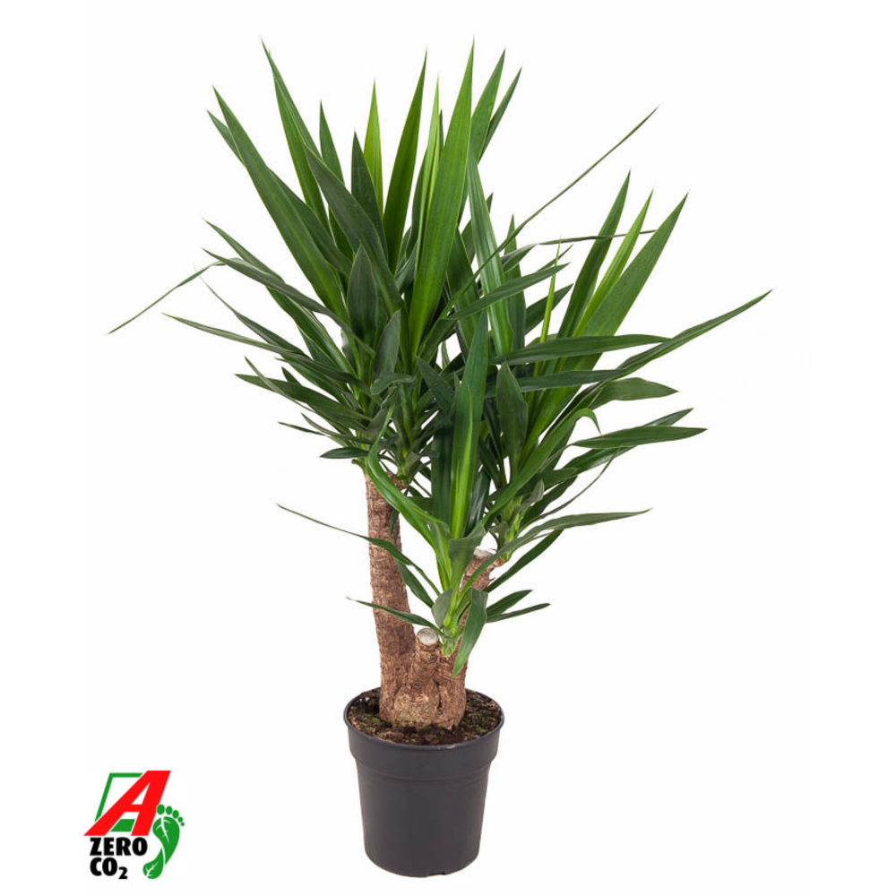 Yucca vertakt 3/4-arm P24-100.