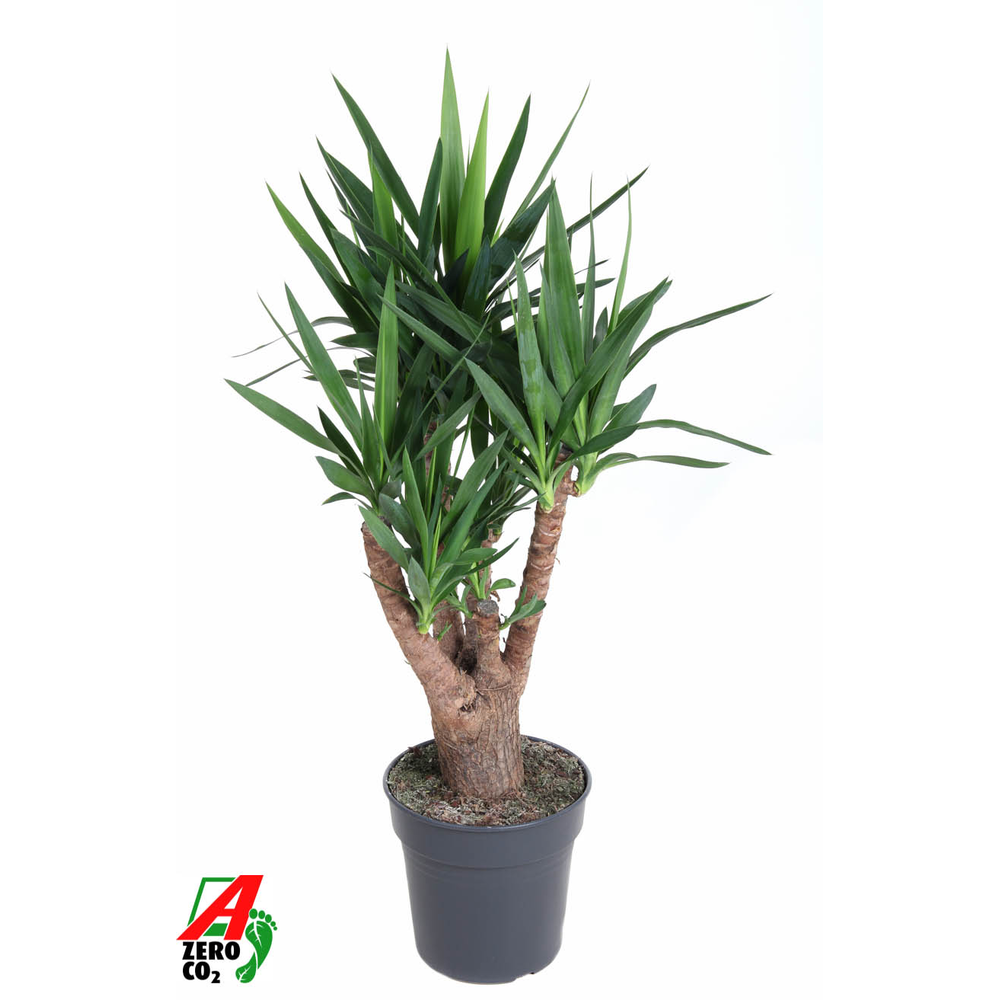 Yucca vertakt 4+-arm P27.