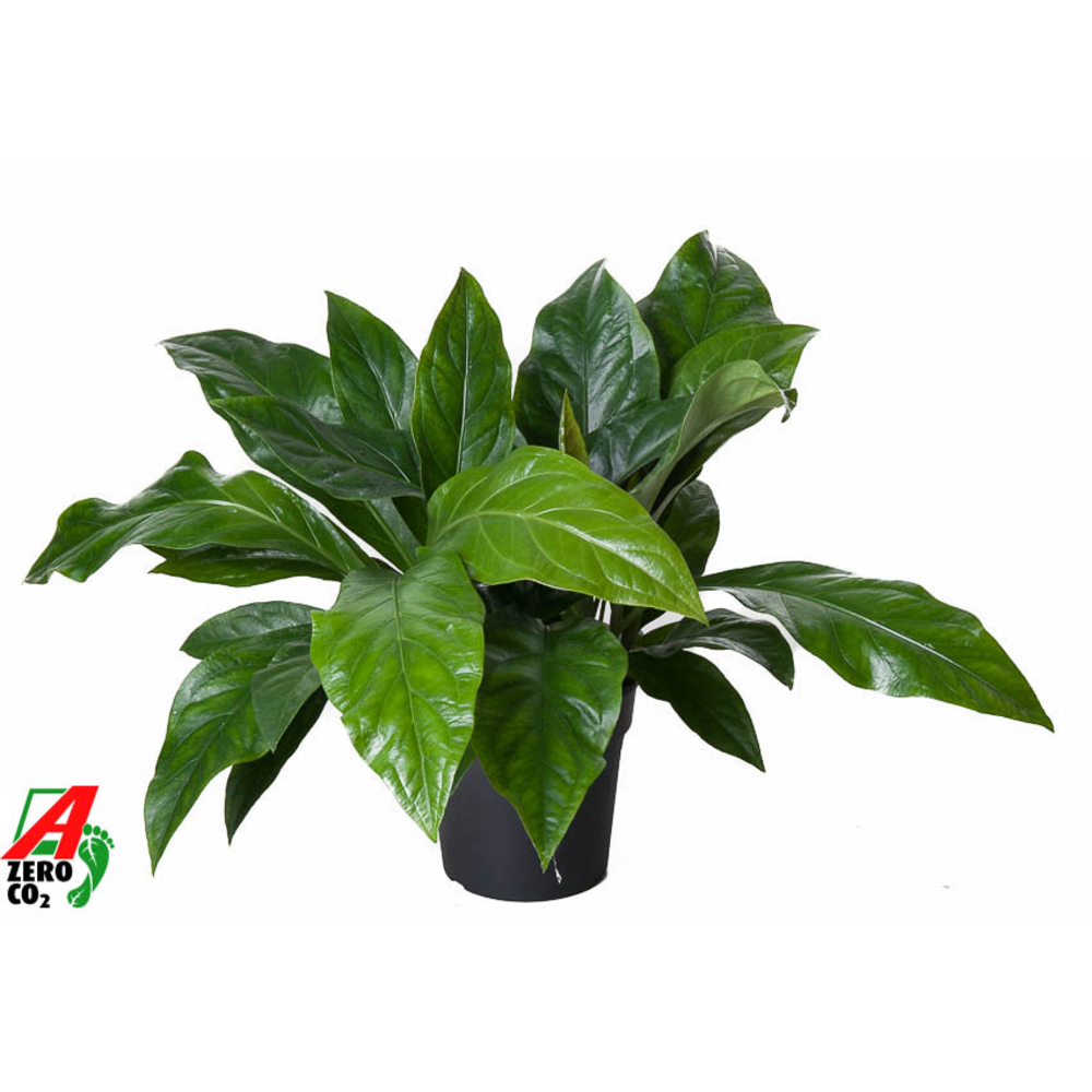 Anthurium Jungle Bush 2PP.