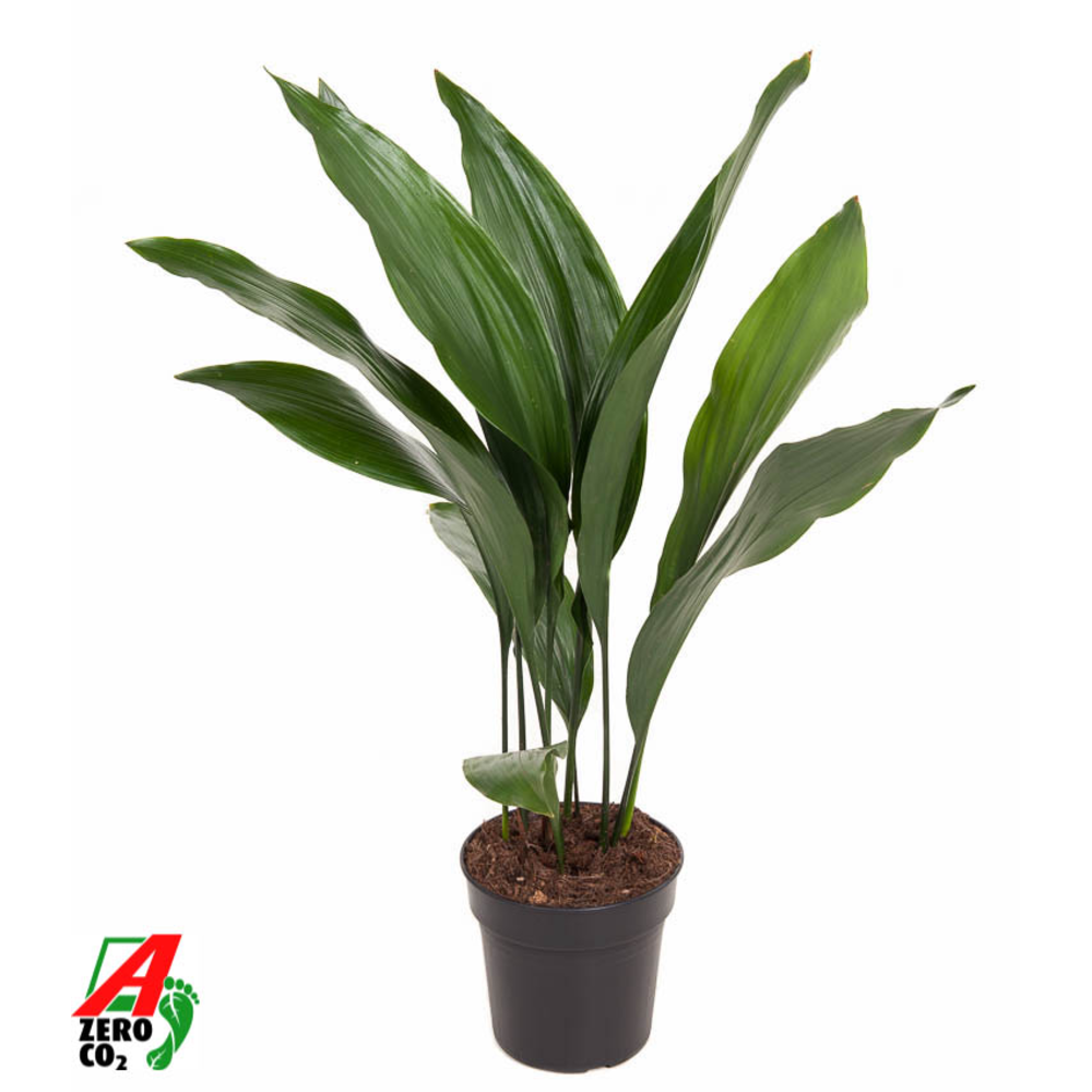 Aspidistra Elatior P17.