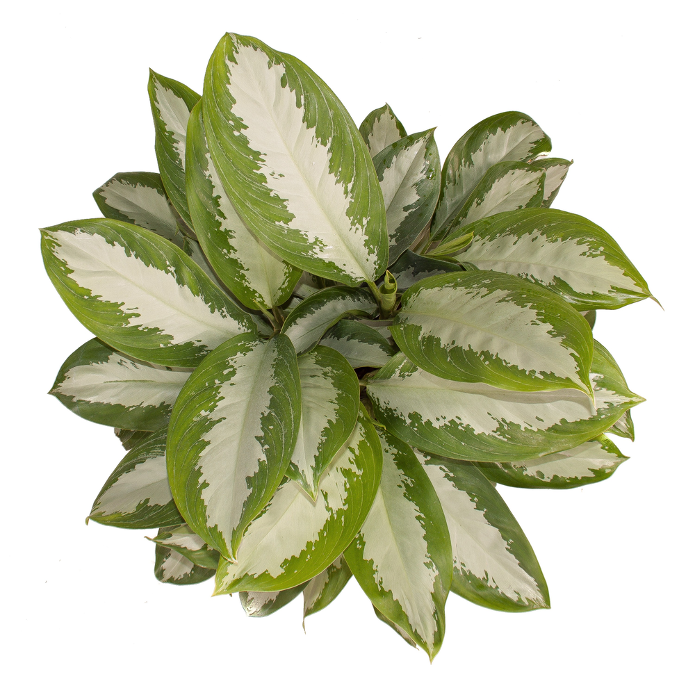 Aglaonema Silver Moon.