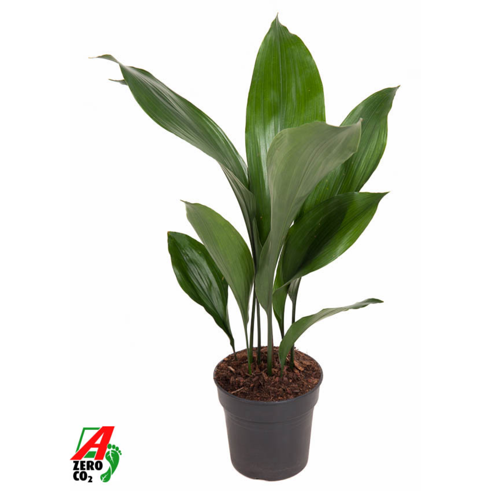 Aspidistra Elatior P15.