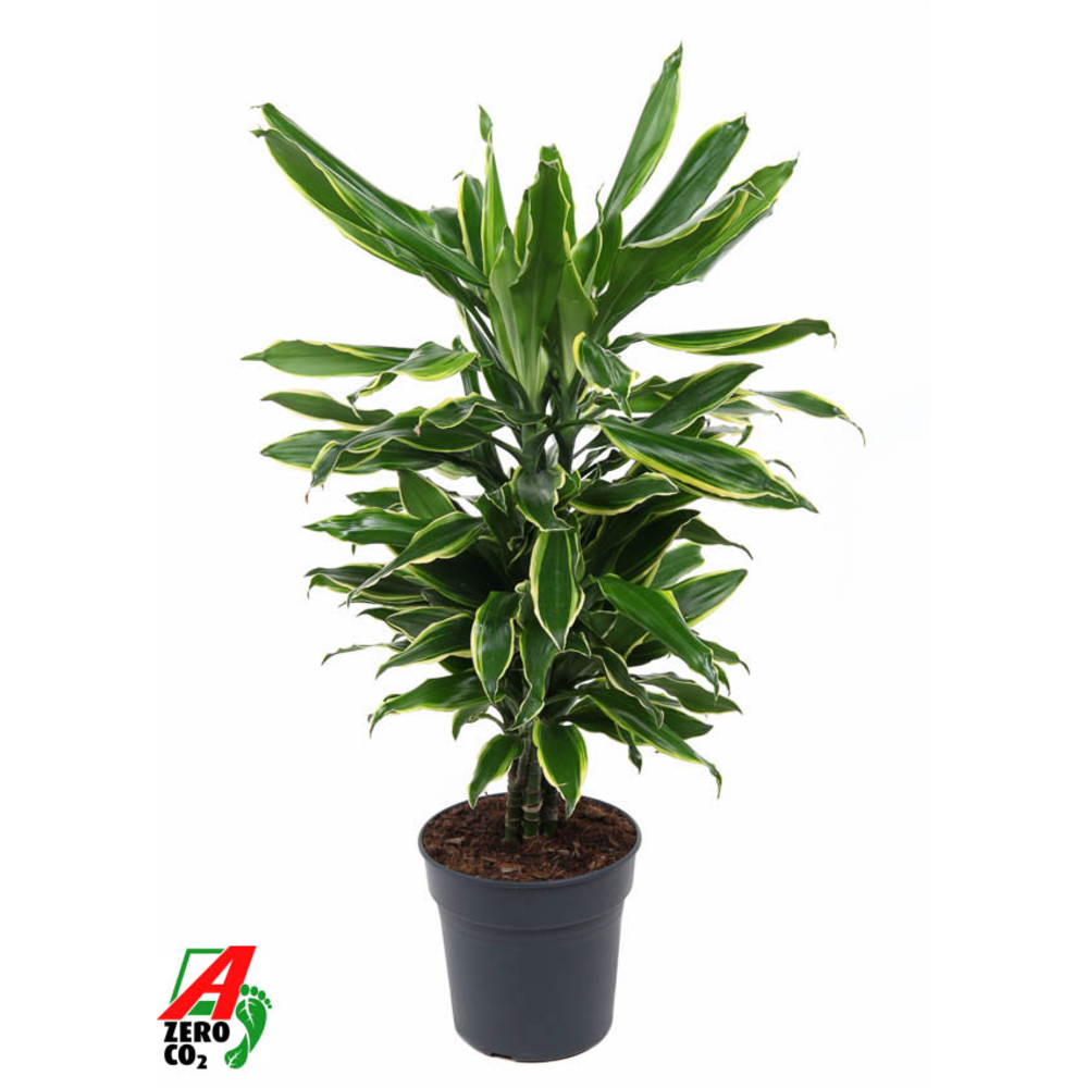 Dracaena Gold Coast vertakt P21.