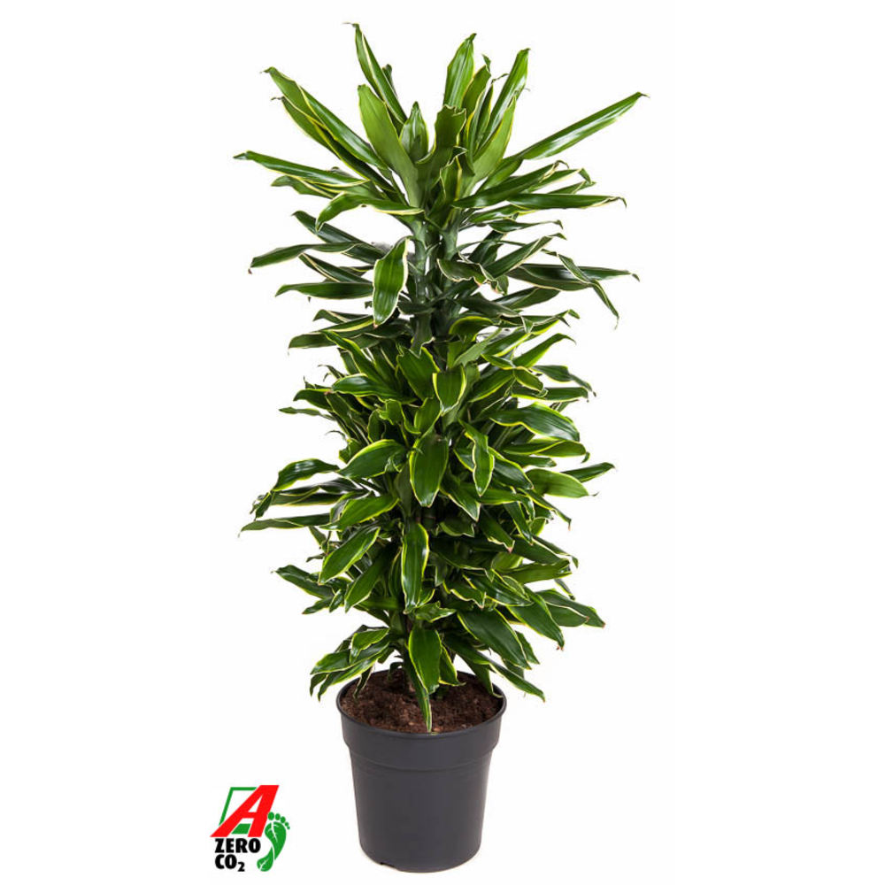 Dracaena Gold Coast vertakt P27.