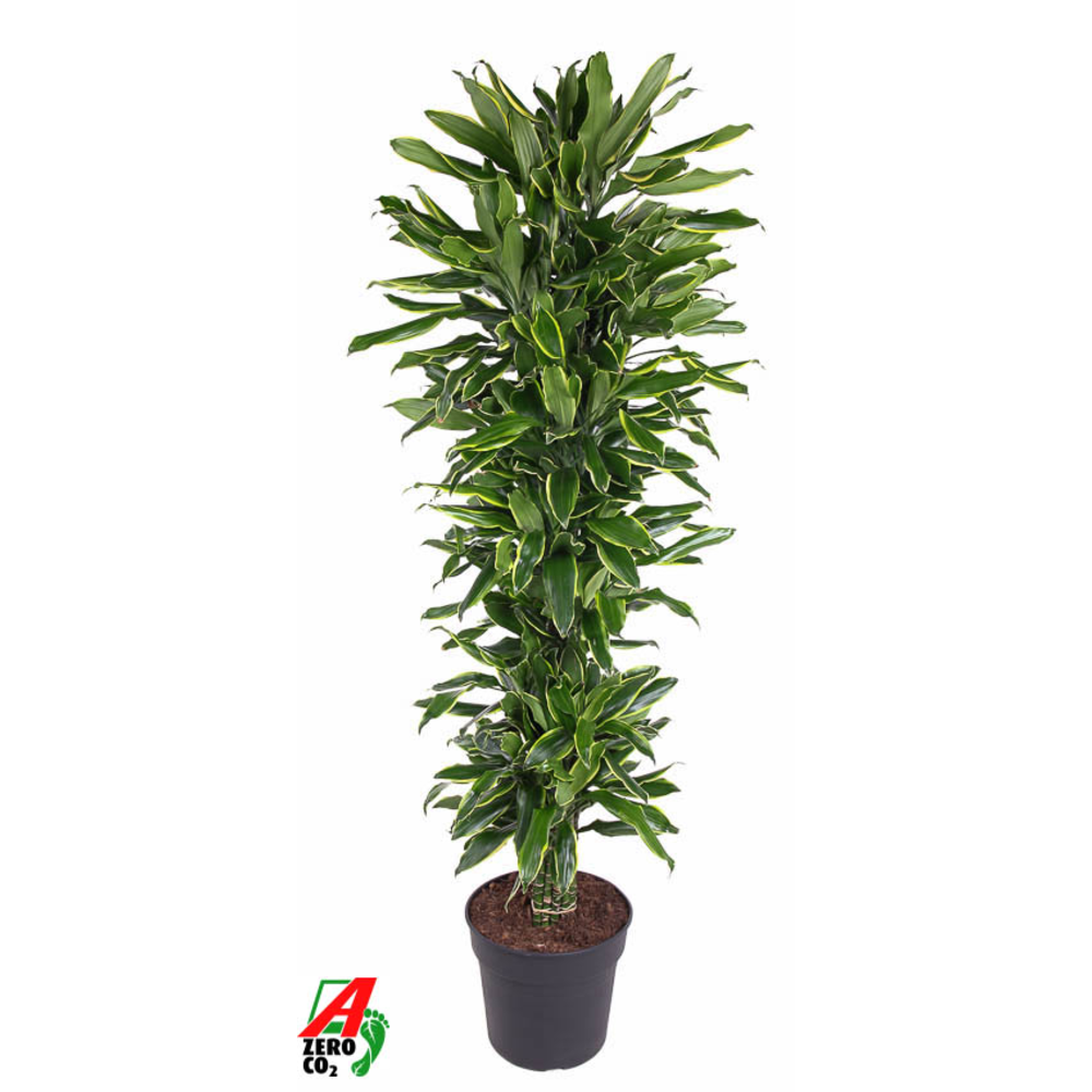 Dracaena Gold Coast vertakt P34.