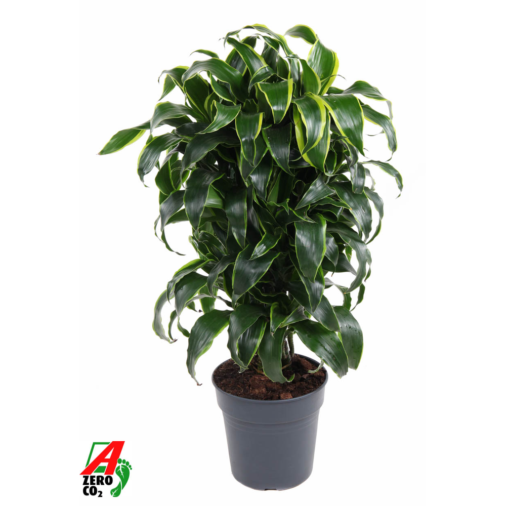 Dracaena Dorado vertakt P24.