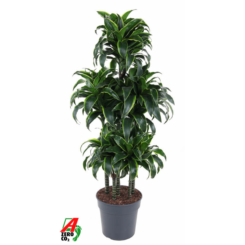 Dracaena Dorado 90-carrousel.