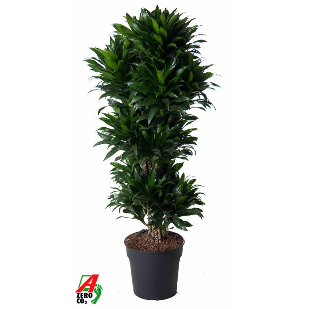 Dracaena Compacta vertakt P31.