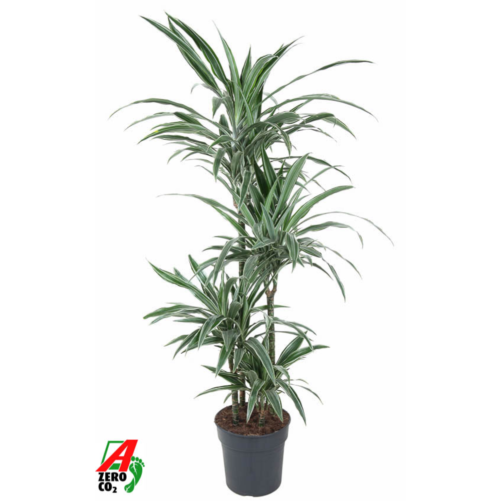 Dracaena Warneckei 90-60-30-15.