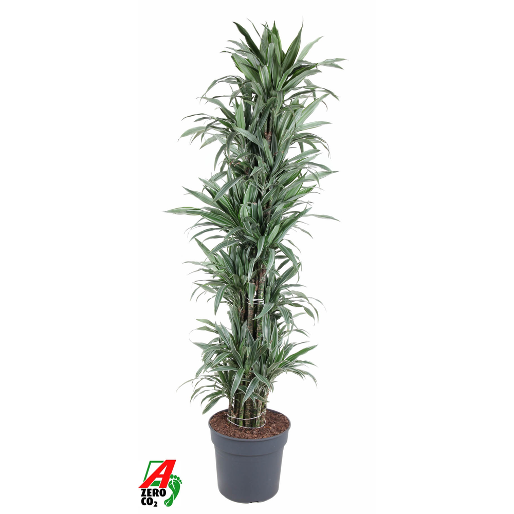 Dracaena Warnckei vertakt P40.