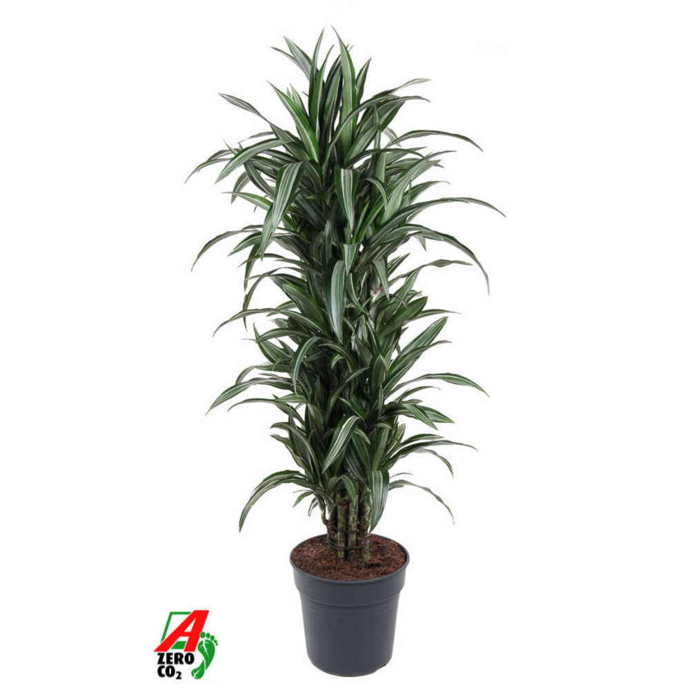 Dracaena Ulises vertakt P31.
