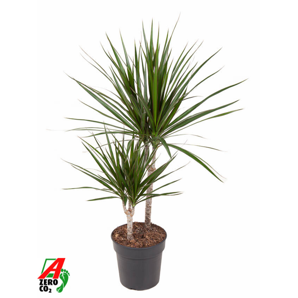 Dracaena Marginata 30-10.