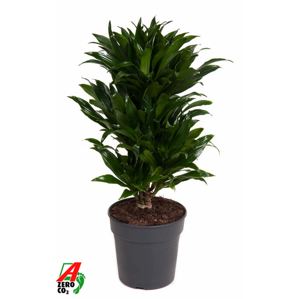Dracaena Compacta vertakt P21.