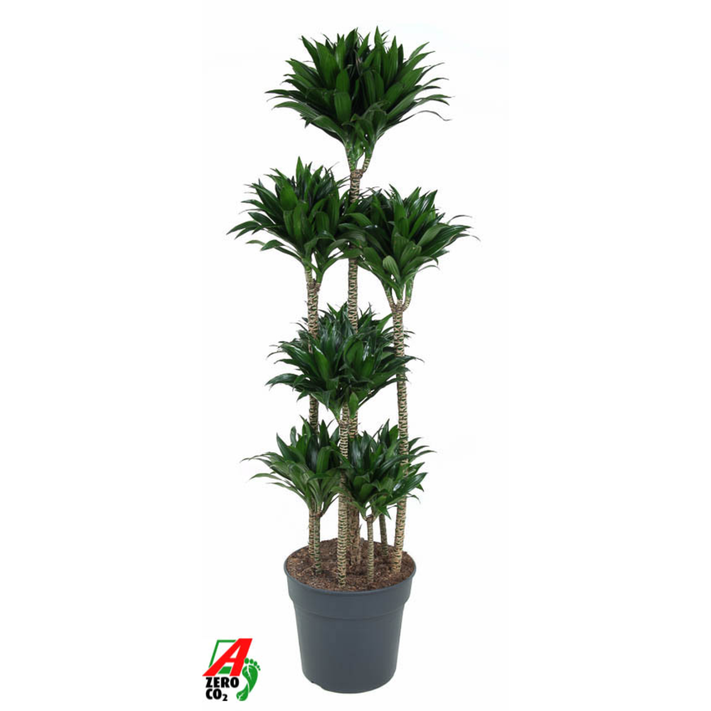 Dracaena compacta 120-carrousel.
