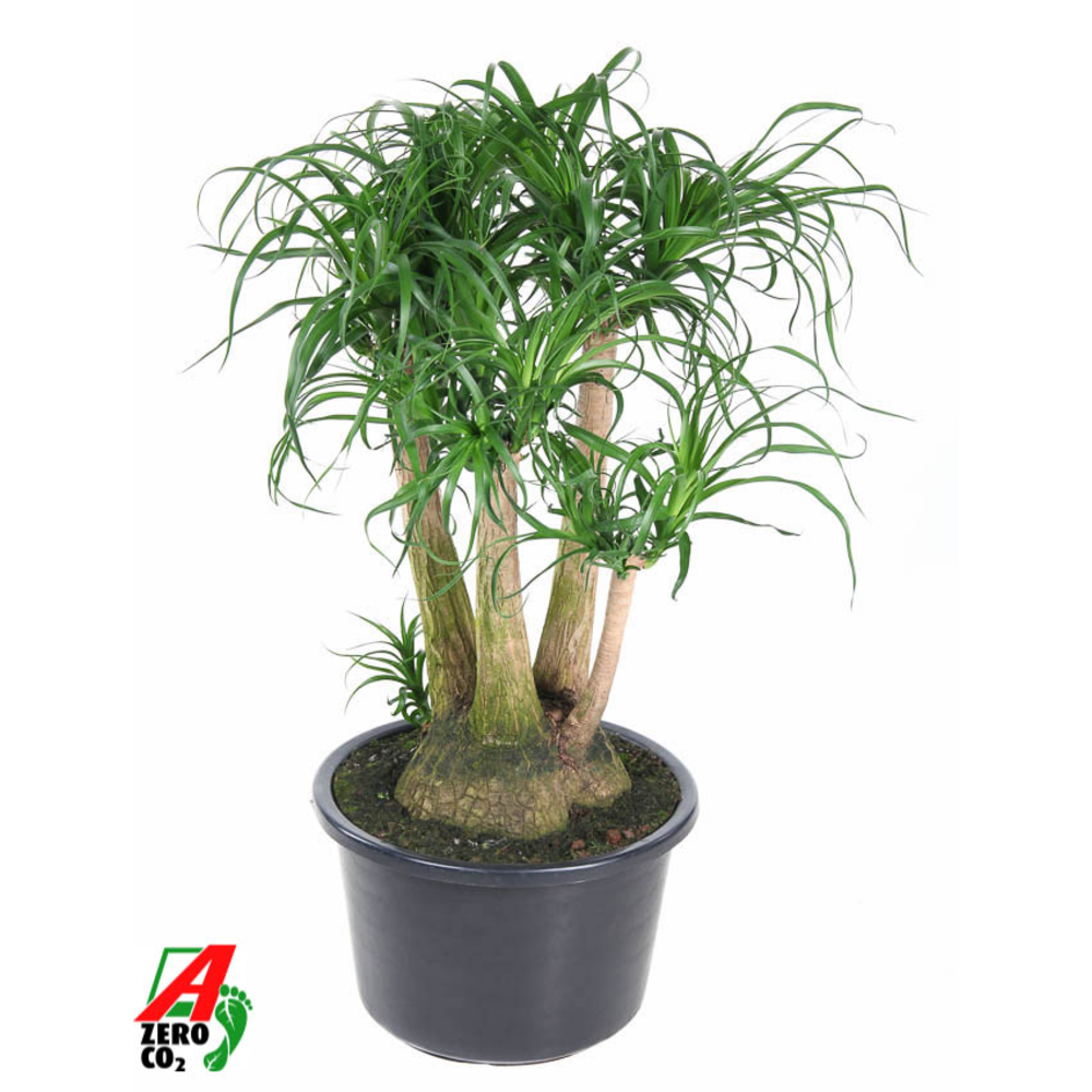 Beaucarnea vertakt P41 - 2ft.