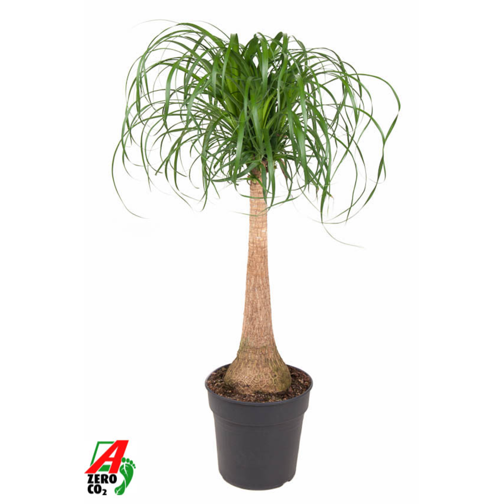 Beaucarnea stam P27 - 2ft.