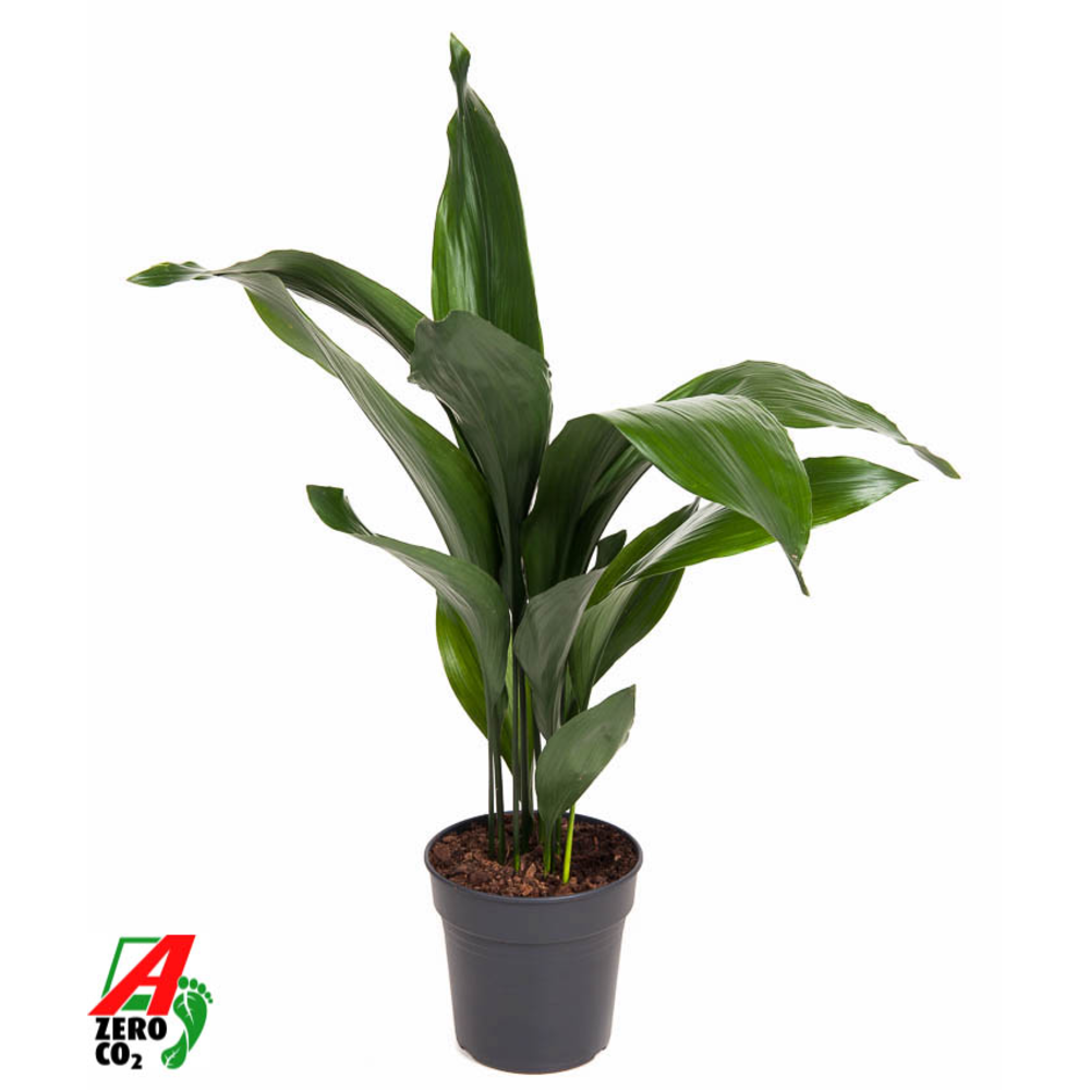 Aspidistra Elatior P19.