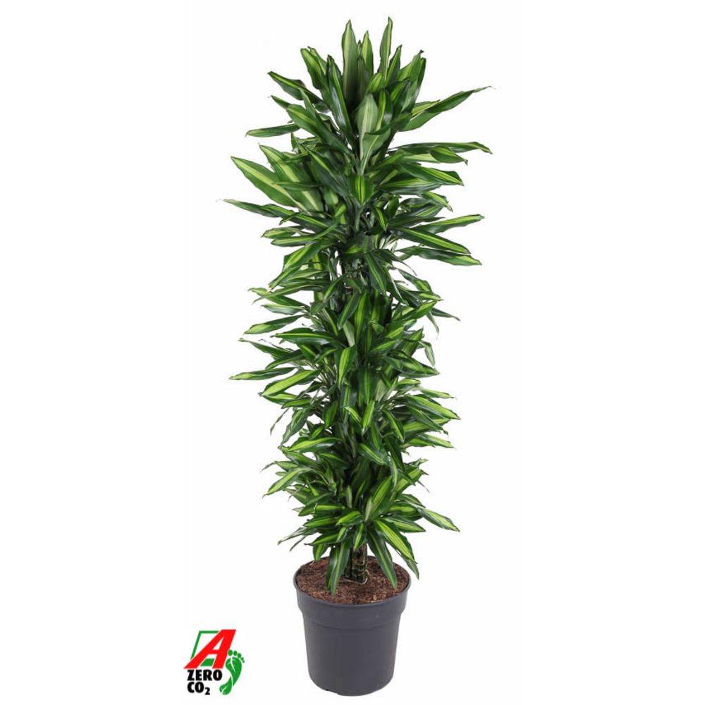 Dracaena Cintho vertakt P34.