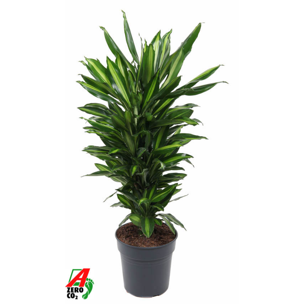 Dracaena Cintho vertakt P24.