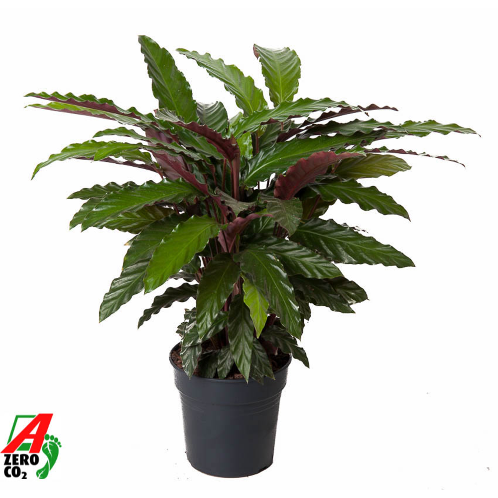Calathea Wavestar.