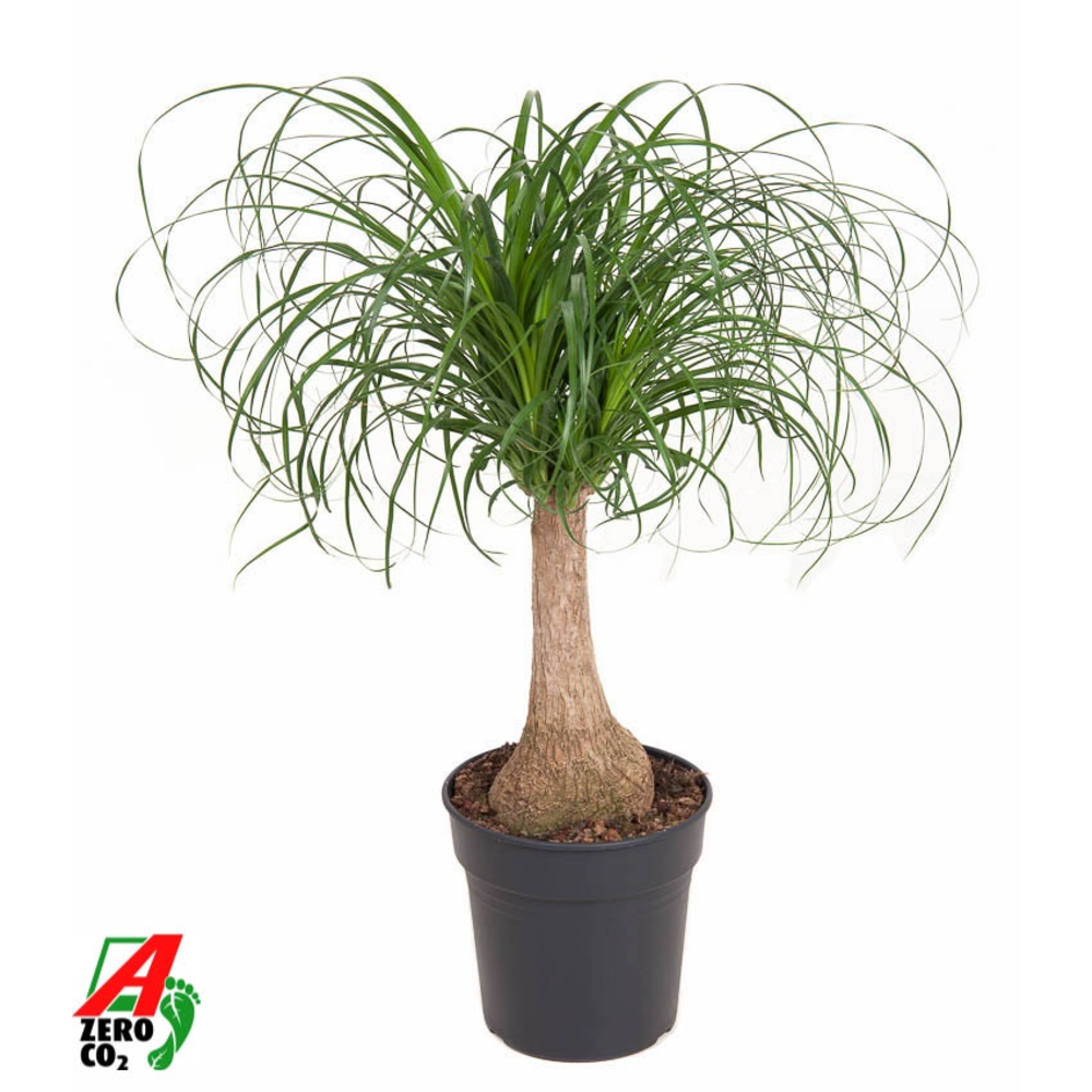 Beaucarnea stam P21 - 1ft.