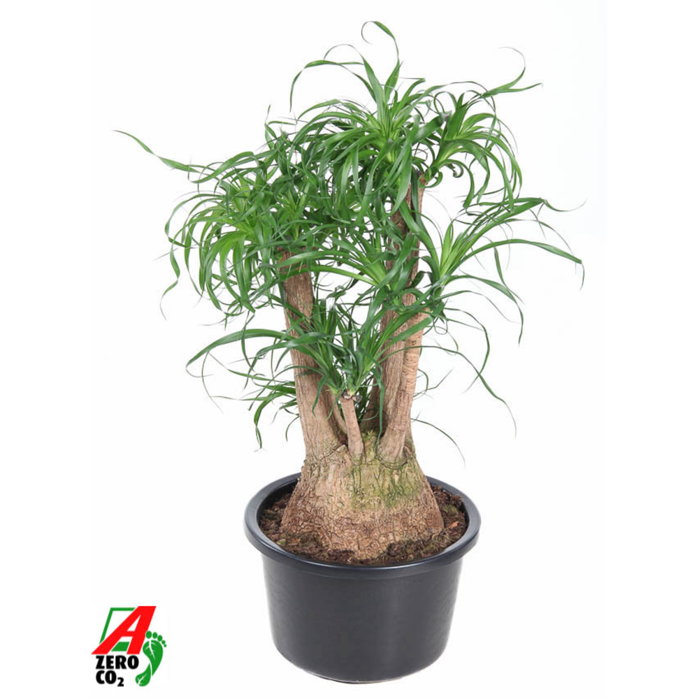 Beaucarnea vertakt P38 - 2ft.