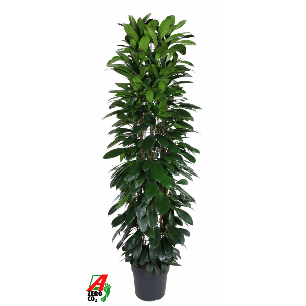 Ficus Cyatistipula zuil P35 (NO GAP).