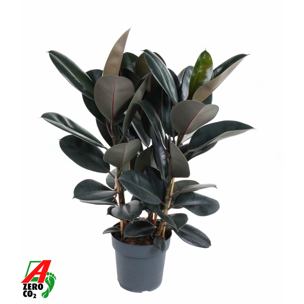Ficus Elastica Abidjan 3PP P27.