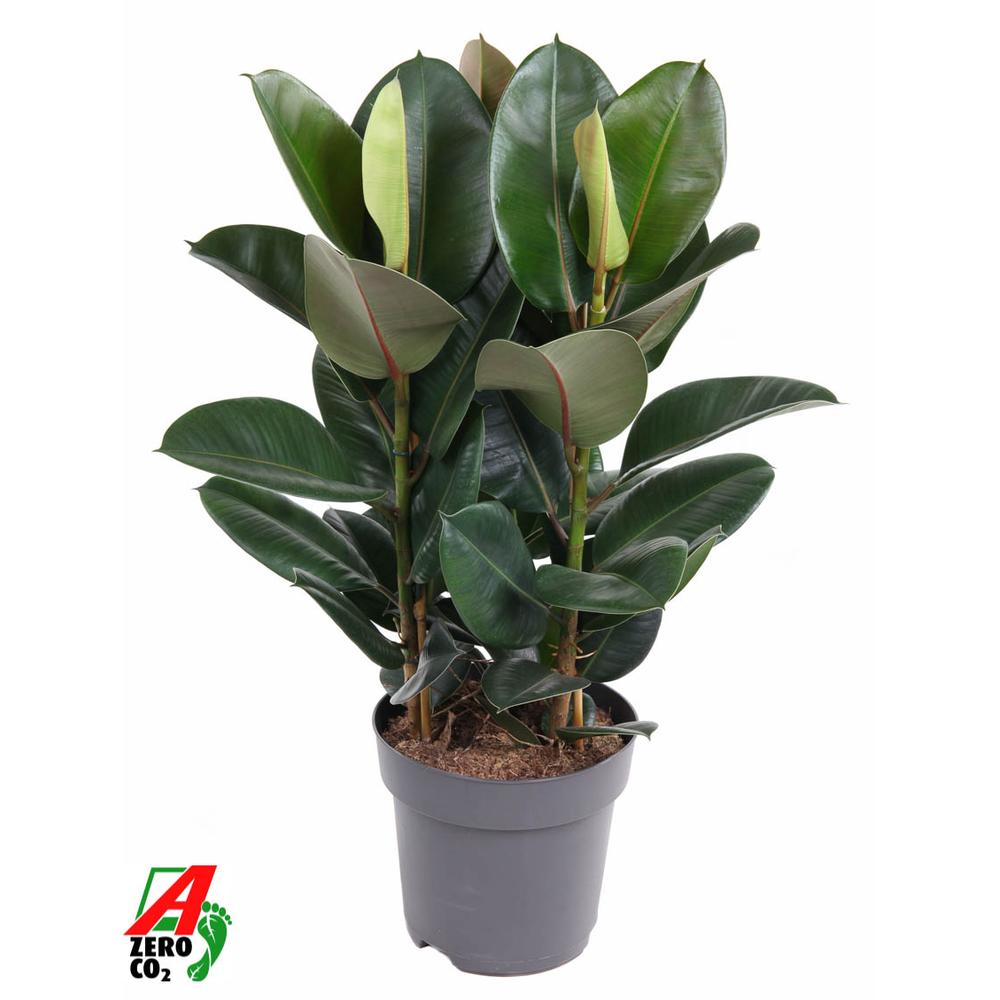 Ficus Elastica Robusta 3PP P27.
