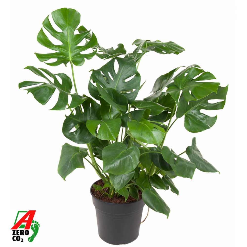 Monstera Deliciosa struik P30.
