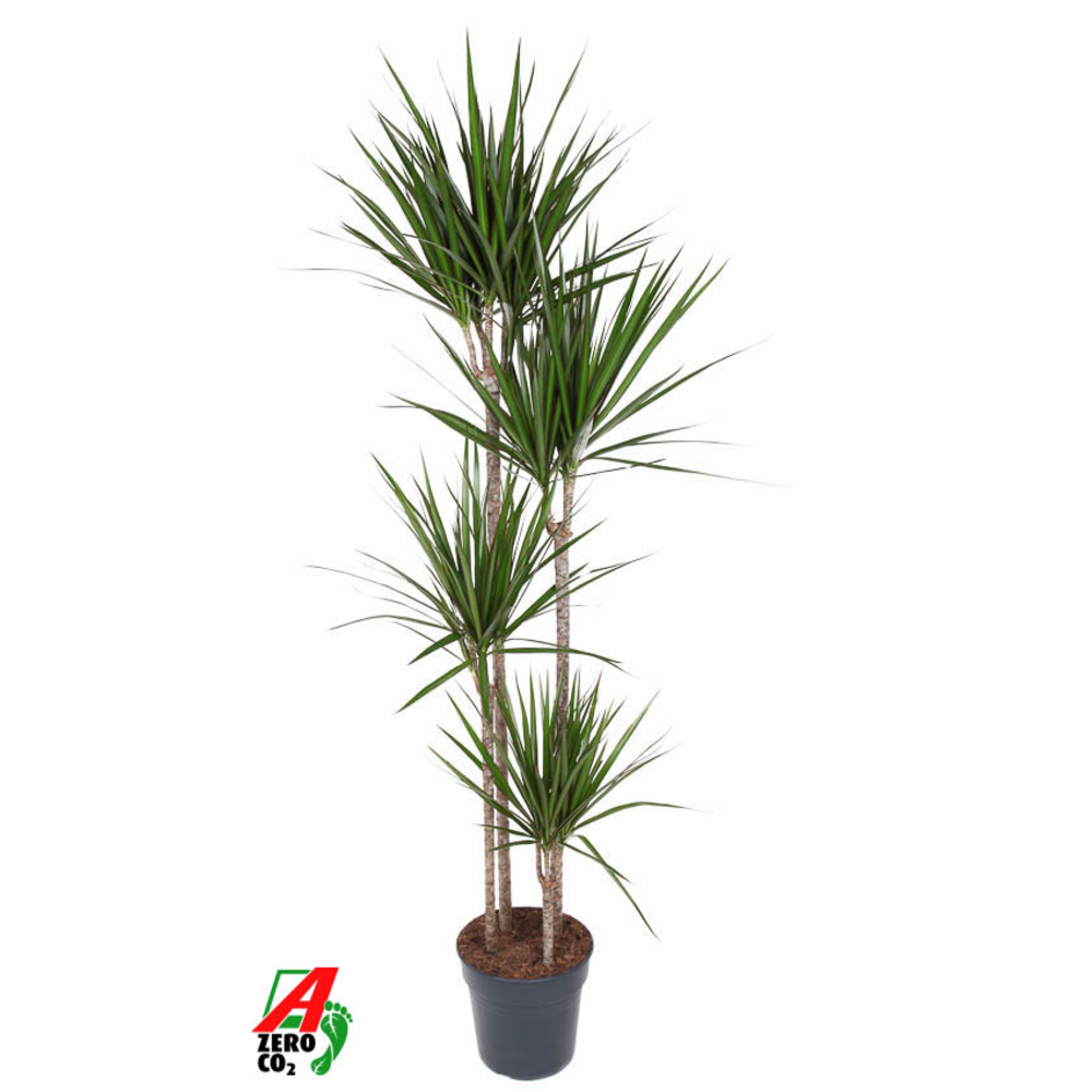 Dracaena Marginata 120-90-60-30.