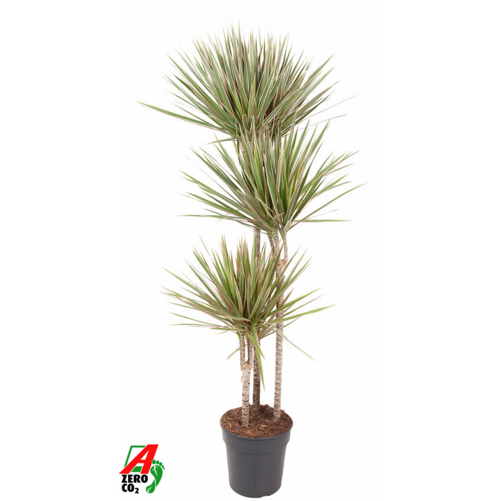 Dracaena Bicolor 90-60-30.