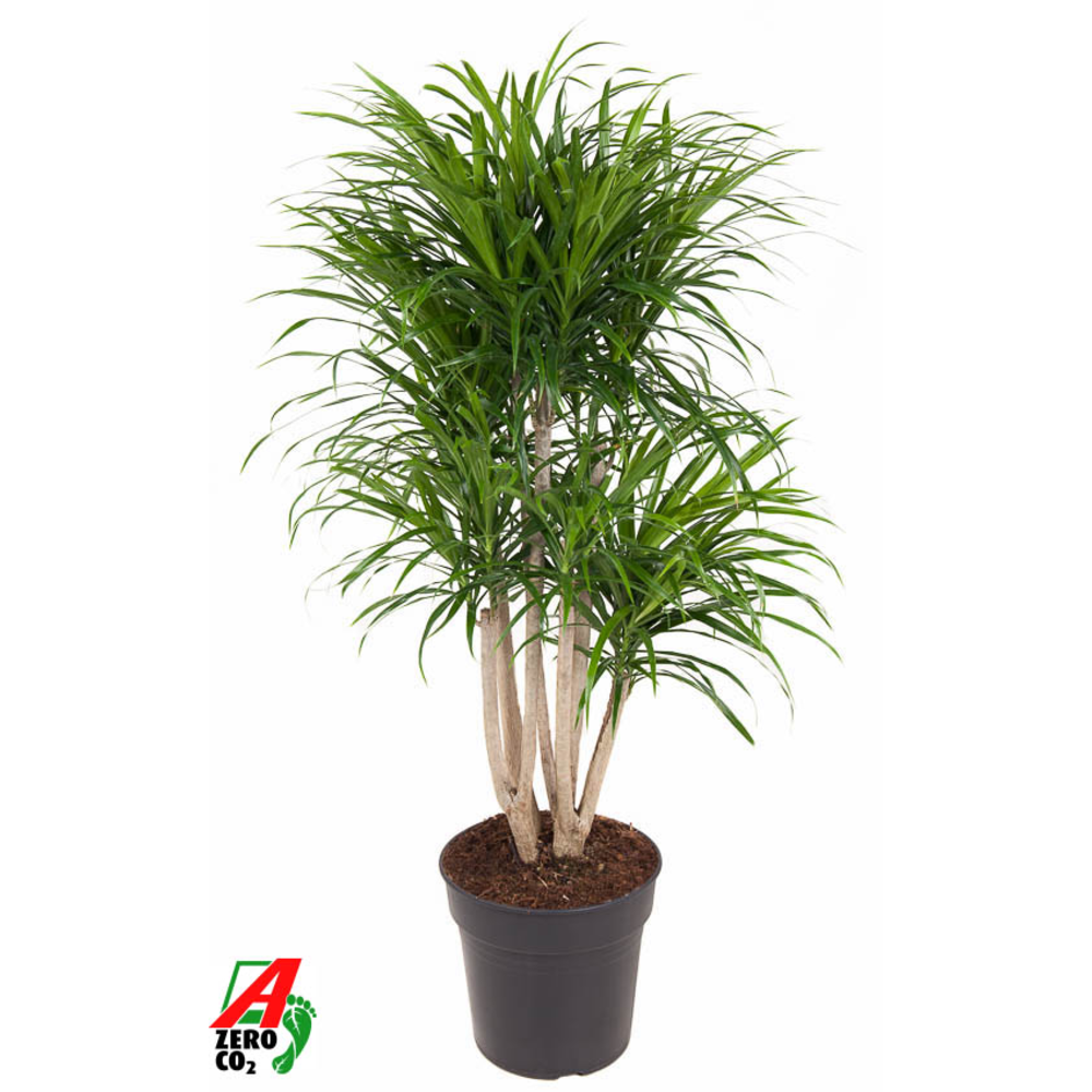 Dracaena Anita vertakt P27.
