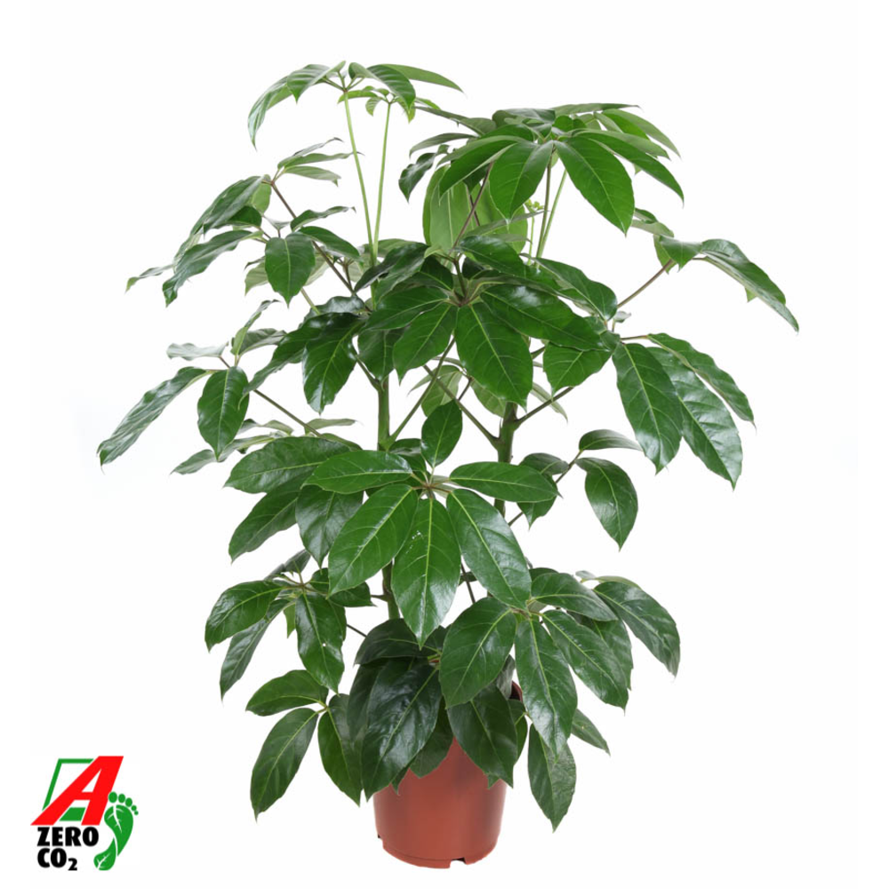 Schefflera Amata 2PP P24.