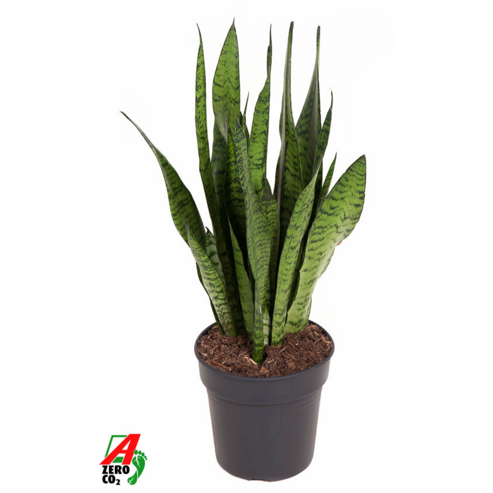 Sansevieria Zeylanica P19.