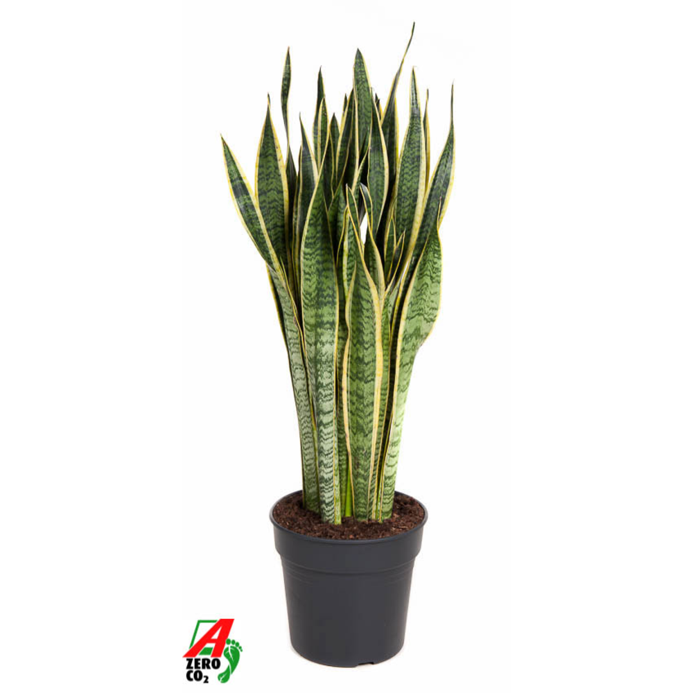 Sansevieria Laurentii P30.