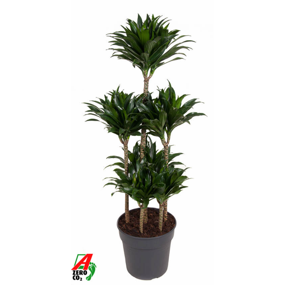 Dracaena Compacta 90-carrousel.