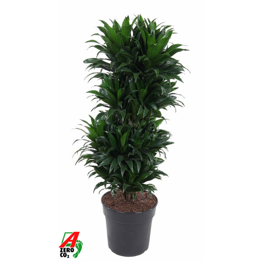 Dracaena Compacta vertakt P27.