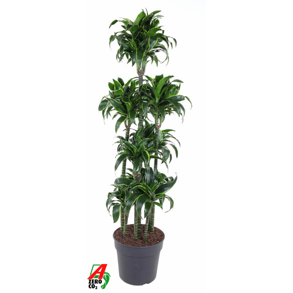 Dracaena Dorado 120-carrousel.