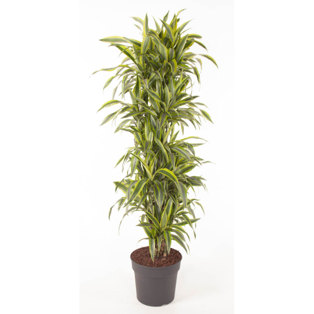 Dracaena Lemon Lime vertakt P34.