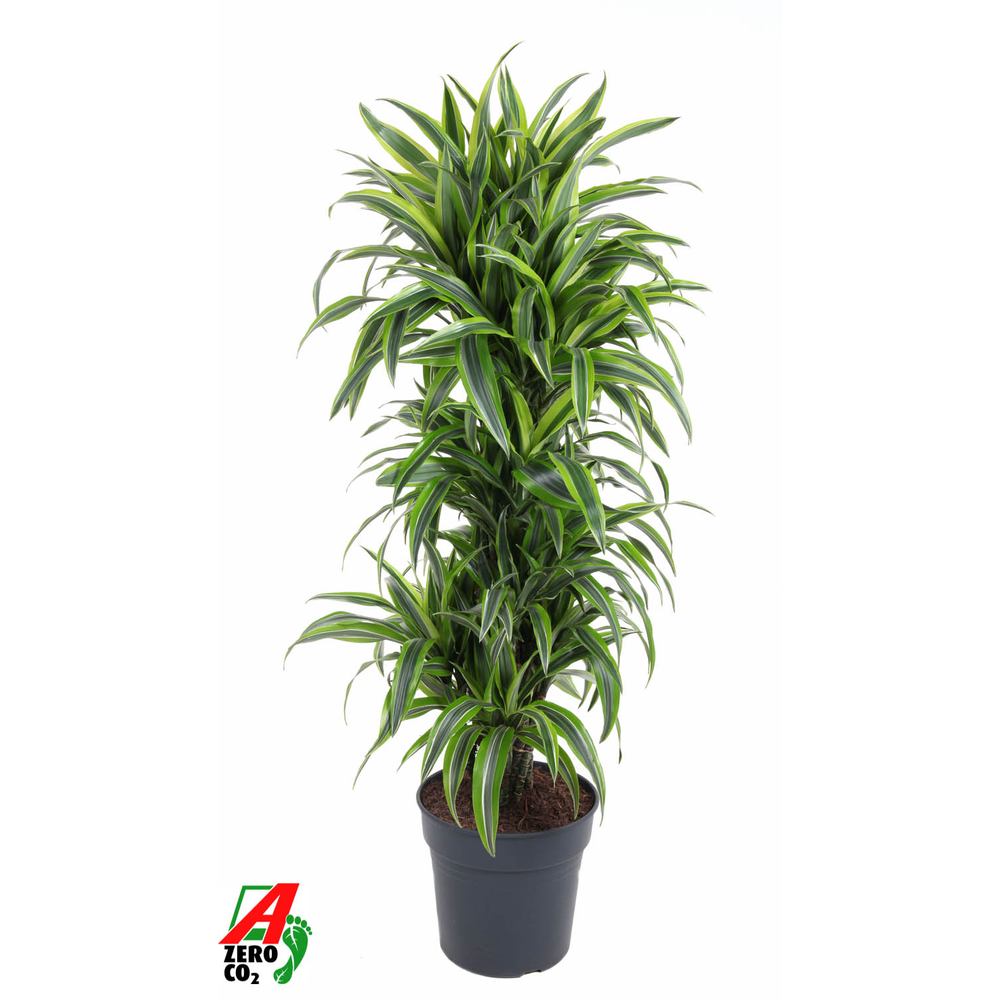 Dracaena Lemon Lime vertakt P31.