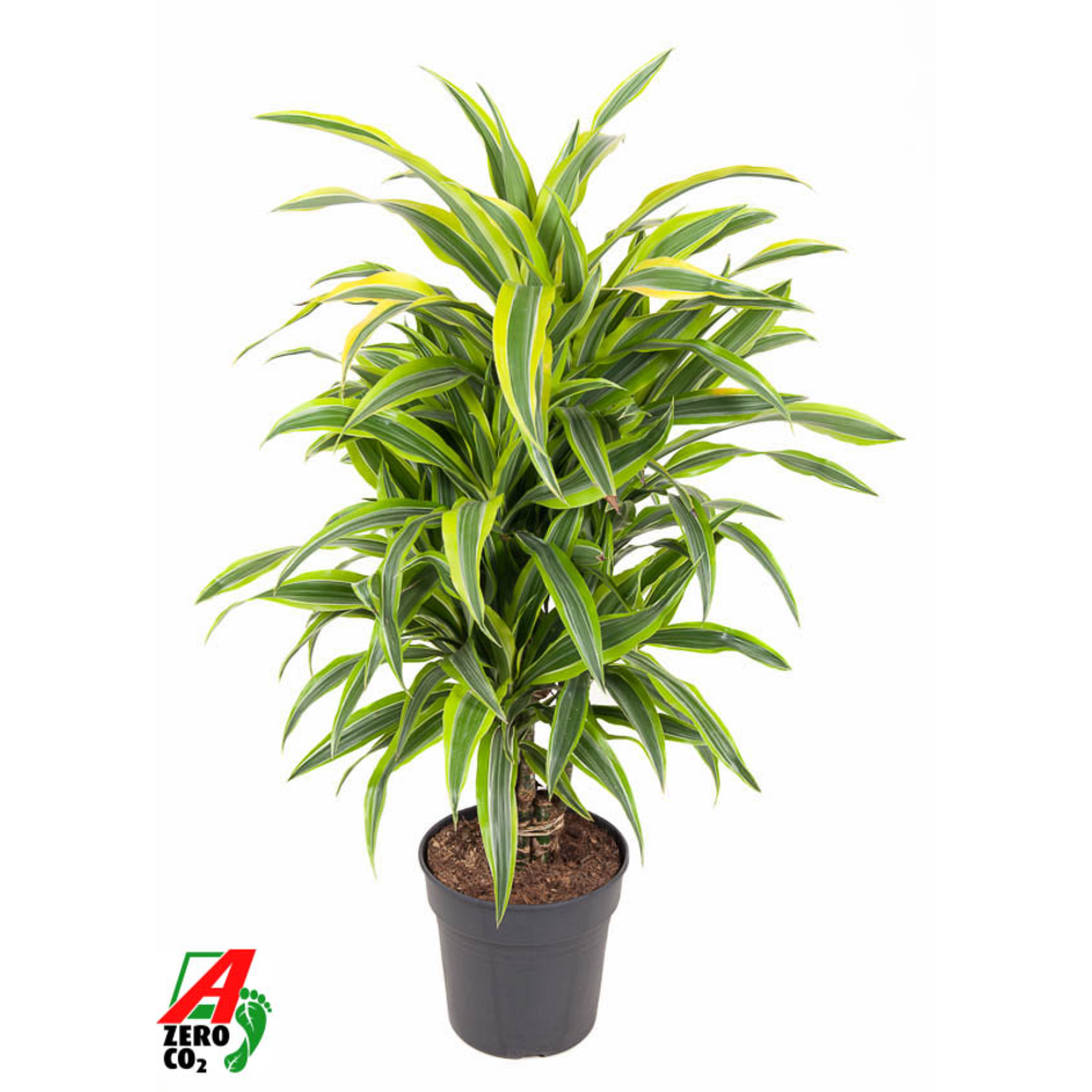 Dracaena Lemon Lime vertakt P24.