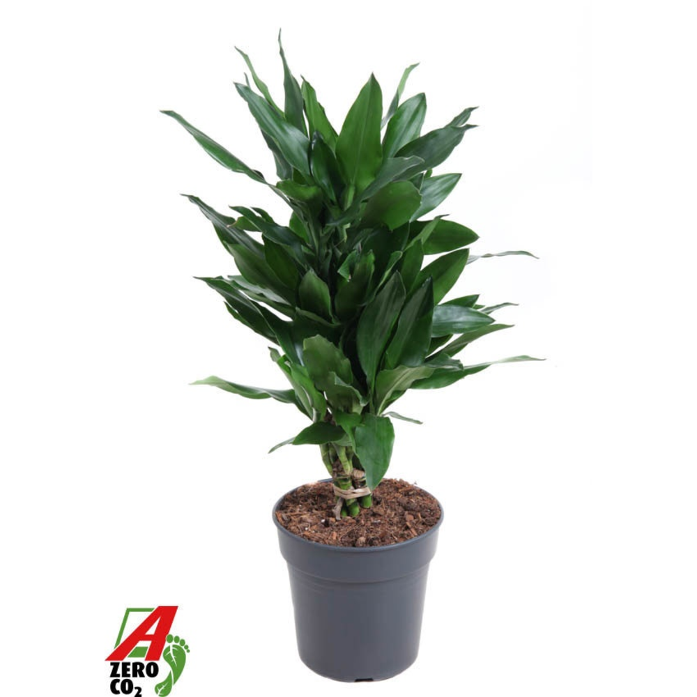 Dracaena Janet Lind vertakt P21.