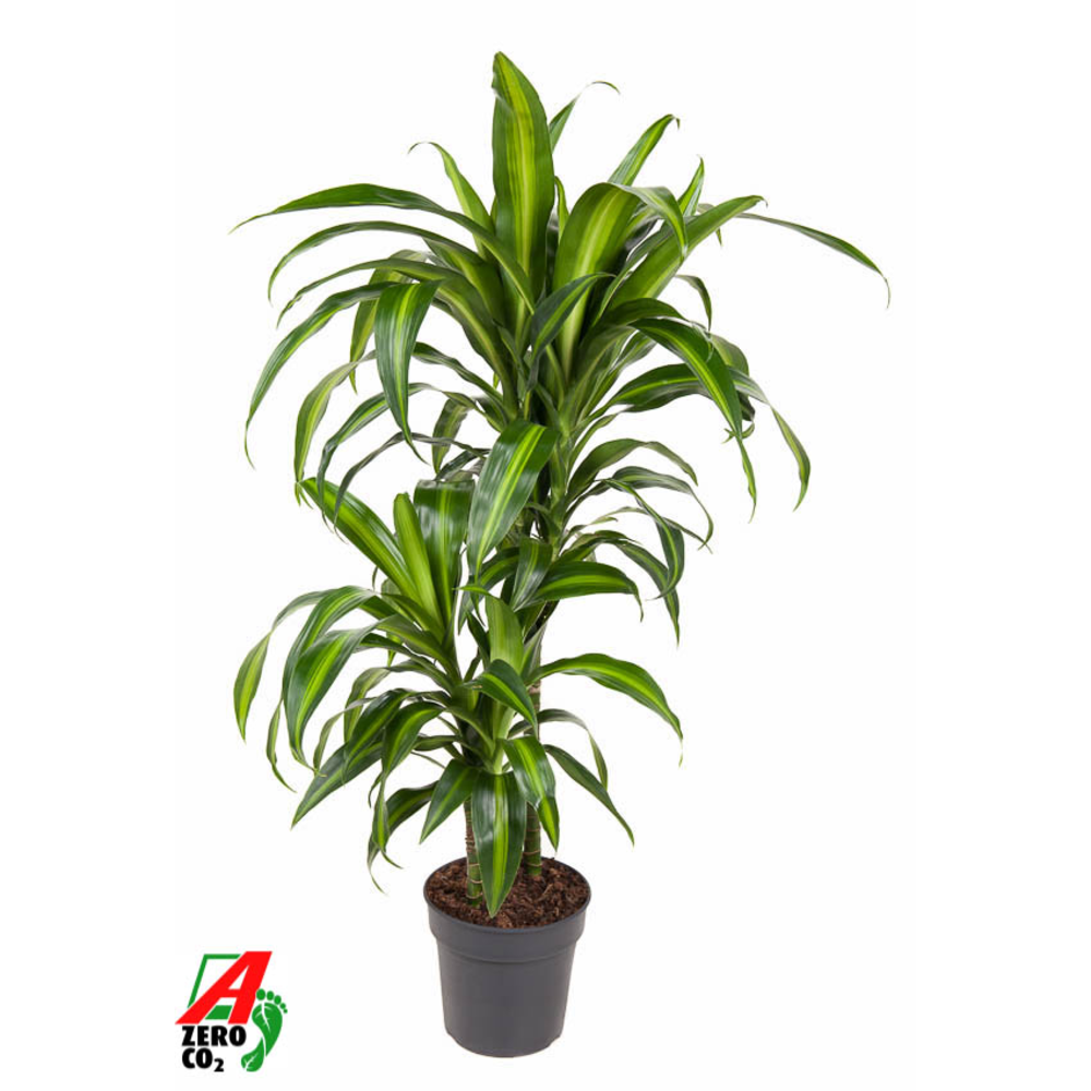 Dracaena Hawaiiana 45-15.
