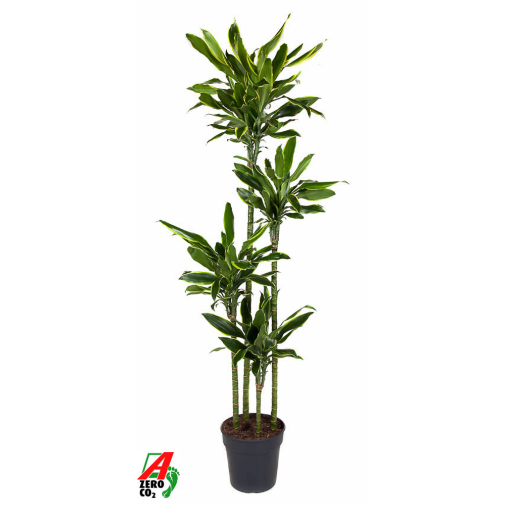 Dracaena Gold Coast 120-90-60-30.