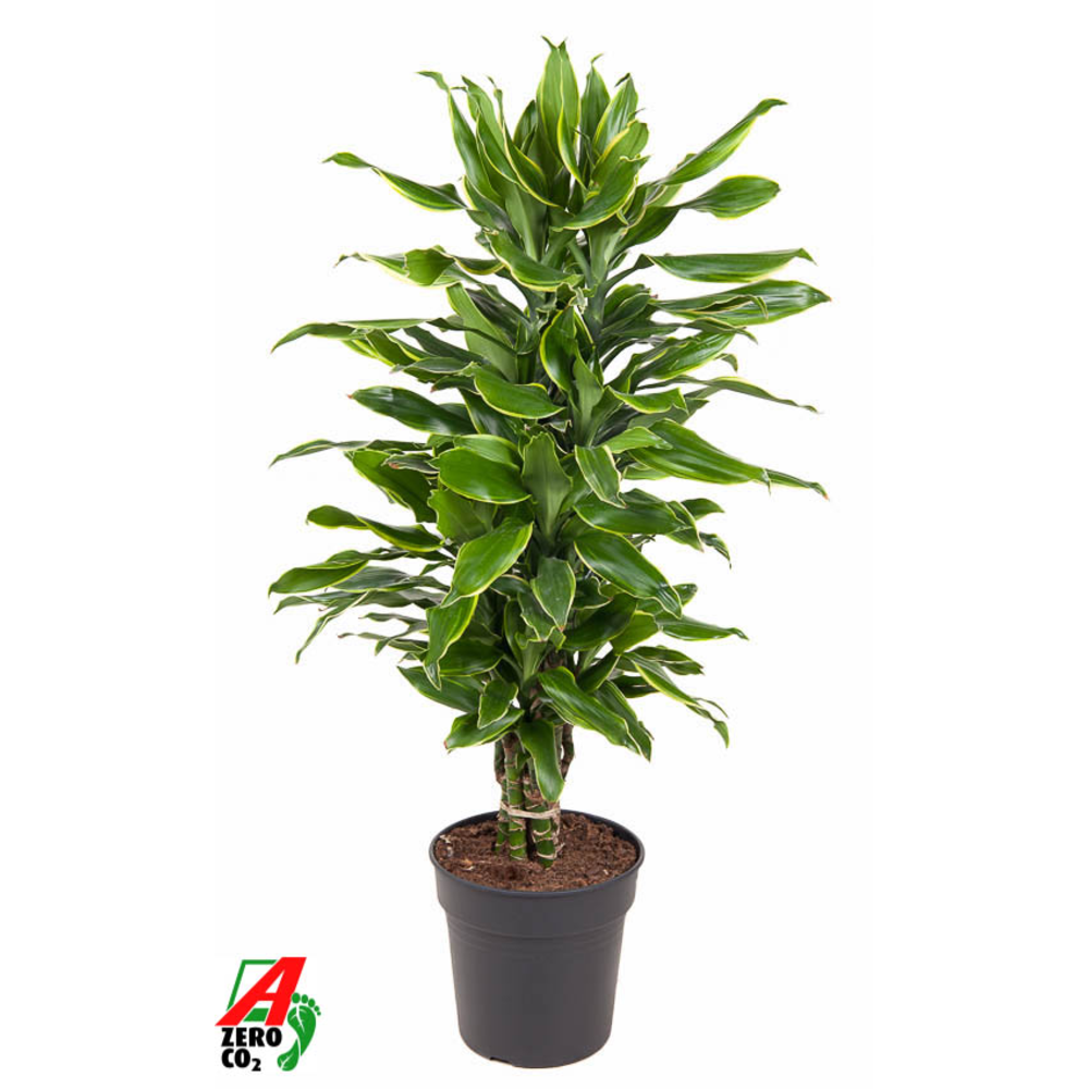 Dracaena Gold Coast vertakt P24.