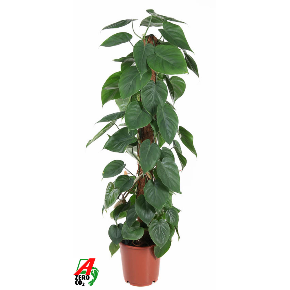 Philodendron Scandens Kratiste P24.