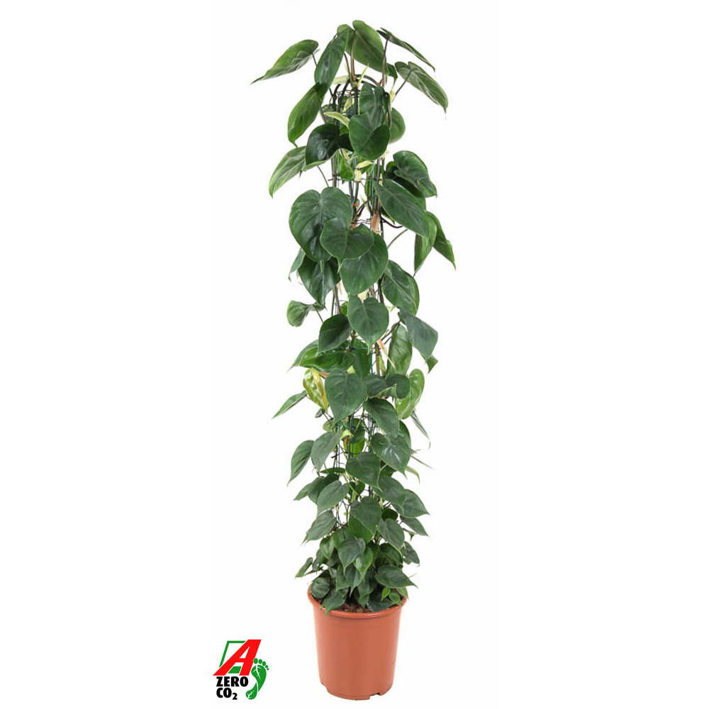 Philodendron Scandens zuil P27.
